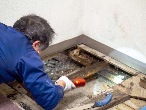 Best Mold Remediation  in Fort Defiance, AZ