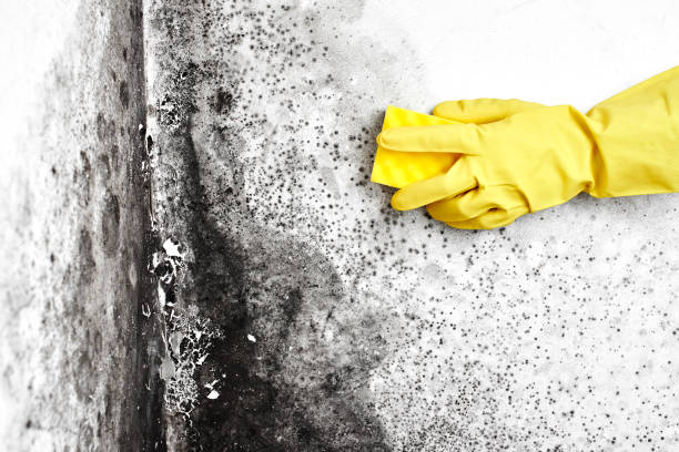 Best Office Mold Removal Services  in Fort Defiance, AZ