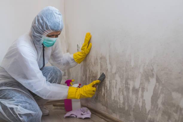 Best Same-Day Mold Removal  in Fort Defiance, AZ