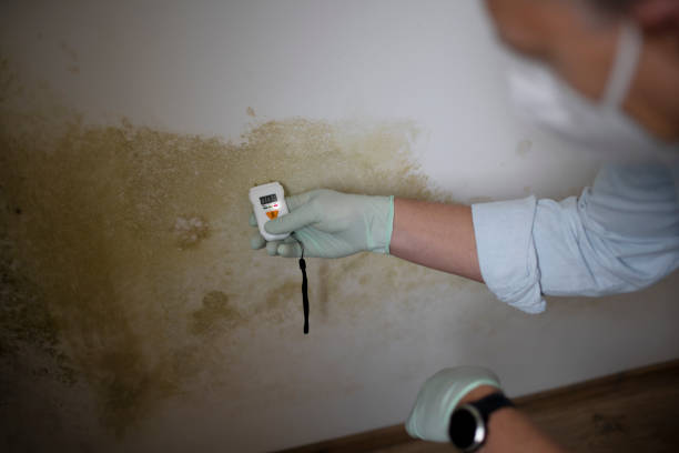 Mold Removal and Inspection in Fort Defiance, AZ